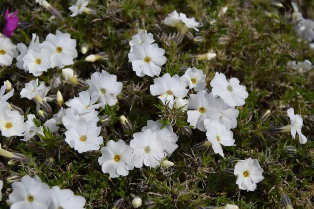 Phlox douglasii 'White Admiral' ---
